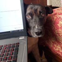 Guante, the rescued street dog who inspired the Guante Bridge and Bridge Editor